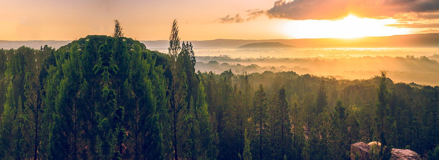 Discover Kakamega Forest
